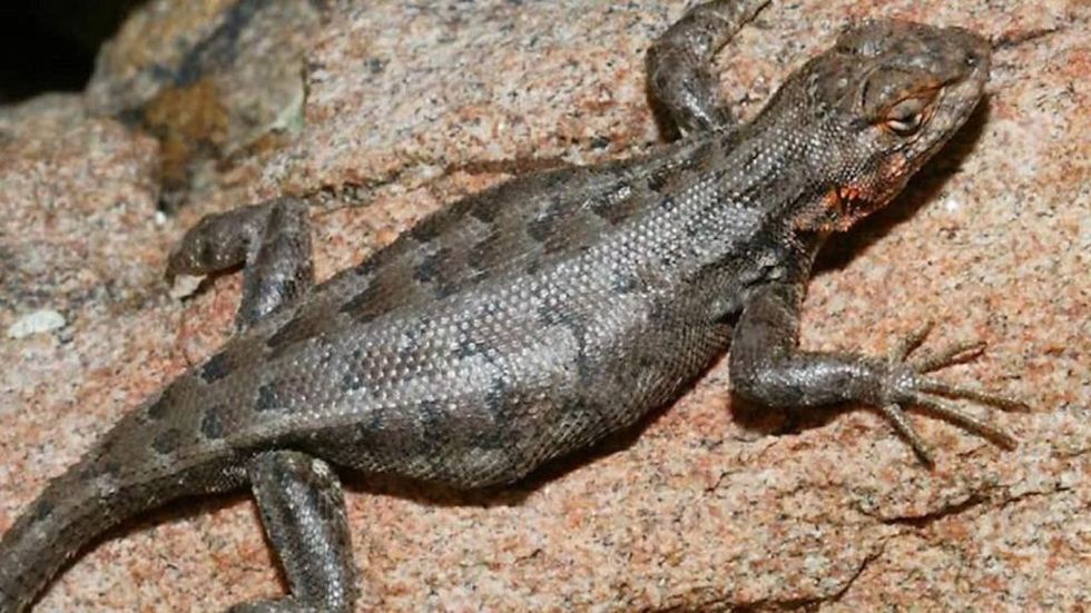 No species is safe from Trump’s Interior Department appointee Susan Combs