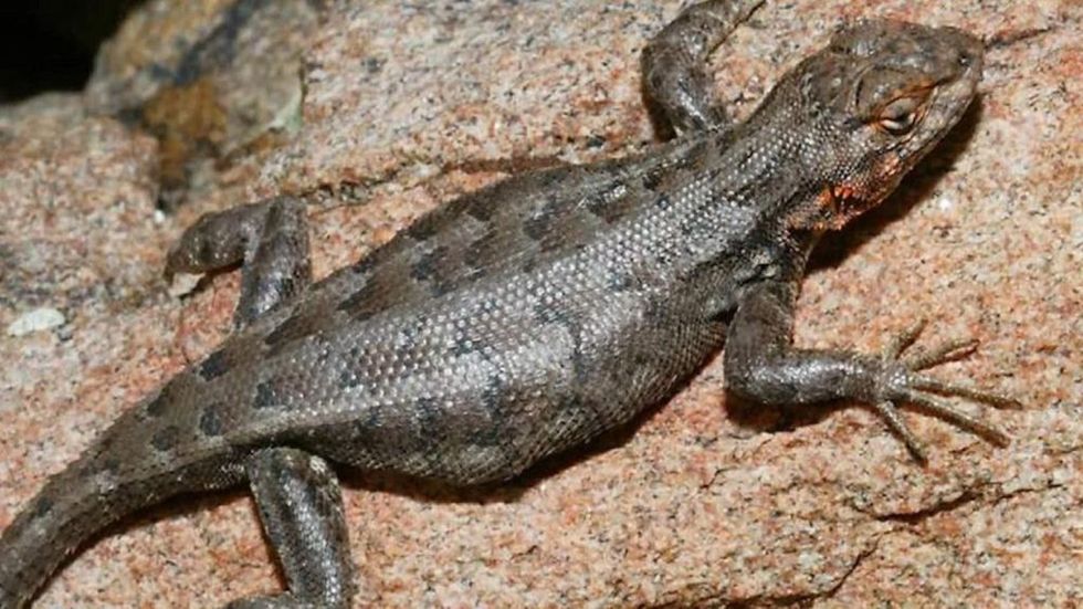 No species is safe from Trump’s Interior Department appointee Susan Combs