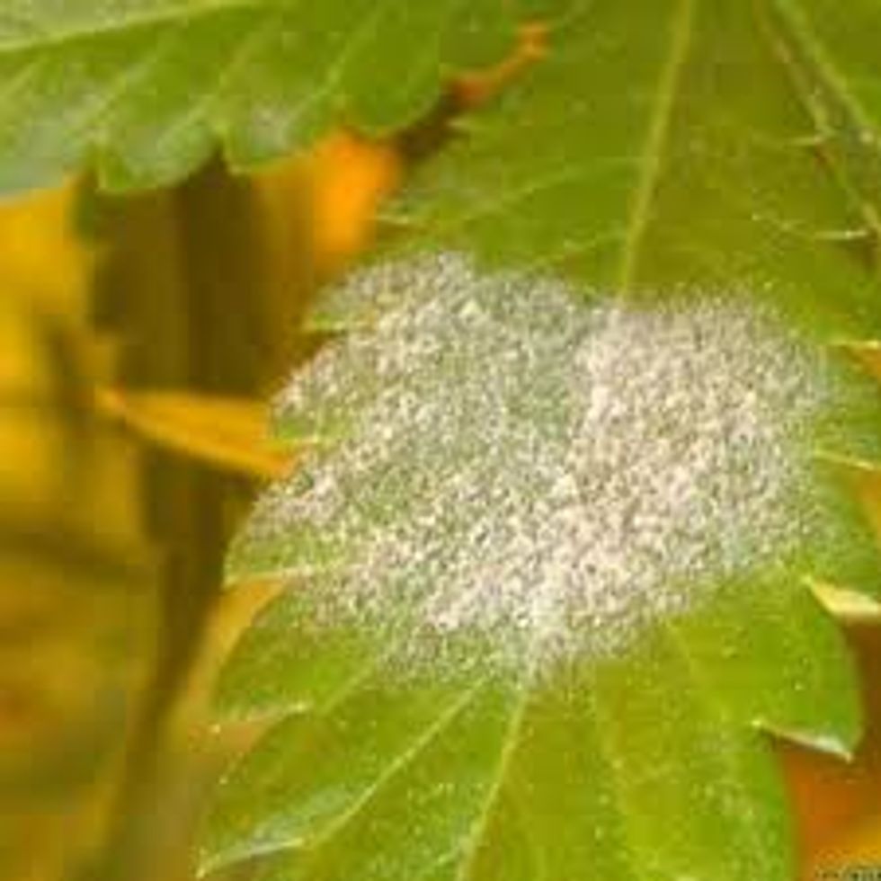Bugs, mold and excrement: Welcome to the Brave New World of California cannabis