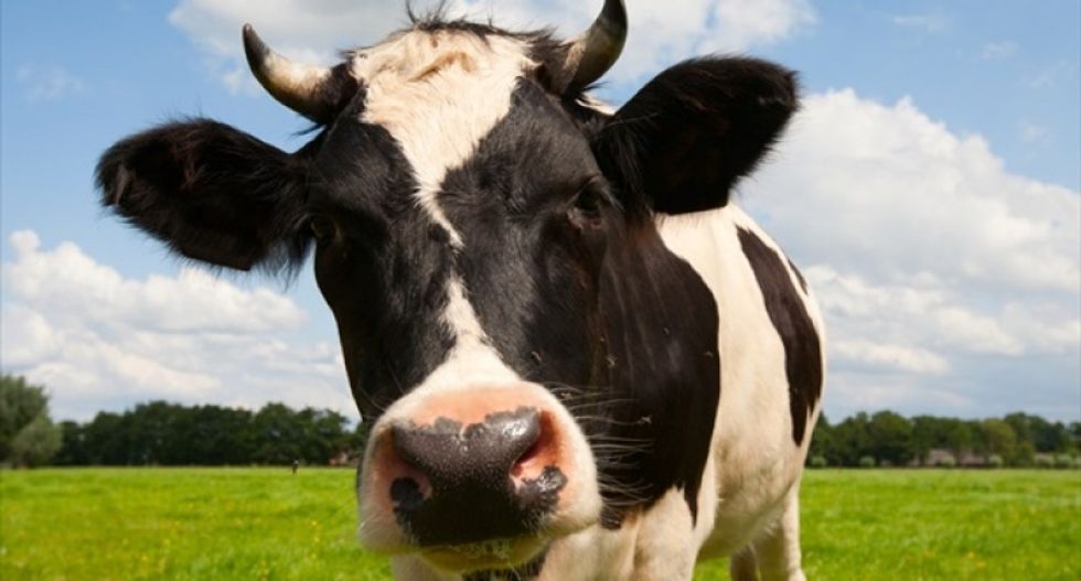 Whether vegetarian or flexitarian – ethical eating is working