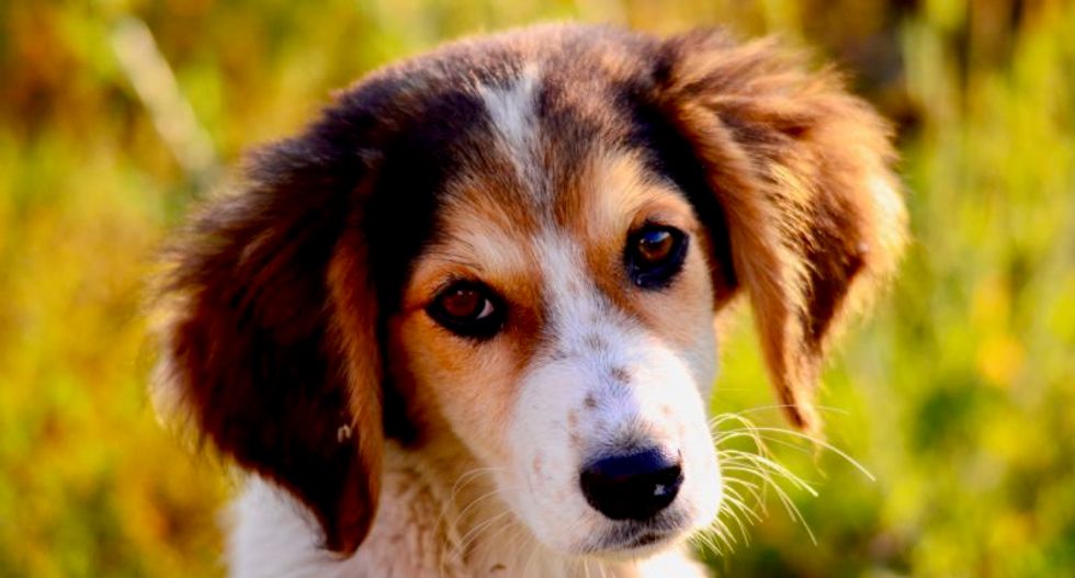 Democratic 2020 strategy must be gloves off and abandon all subtlety: 'Trump will kill your dog!'