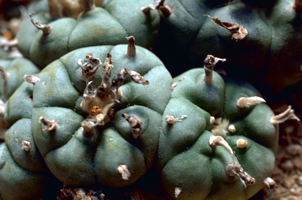 Here are the 10 most seductive drugs — and their fascinating histories