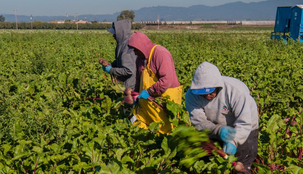 'Grotesque, deadly failure': USDA slammed for allowing millions of pounds of produce to rot as food insecurity surges