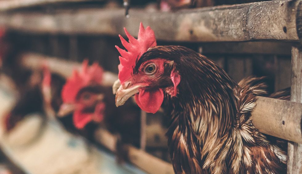This is the broken and disturbing reality of modern chicken production — but there's a way out