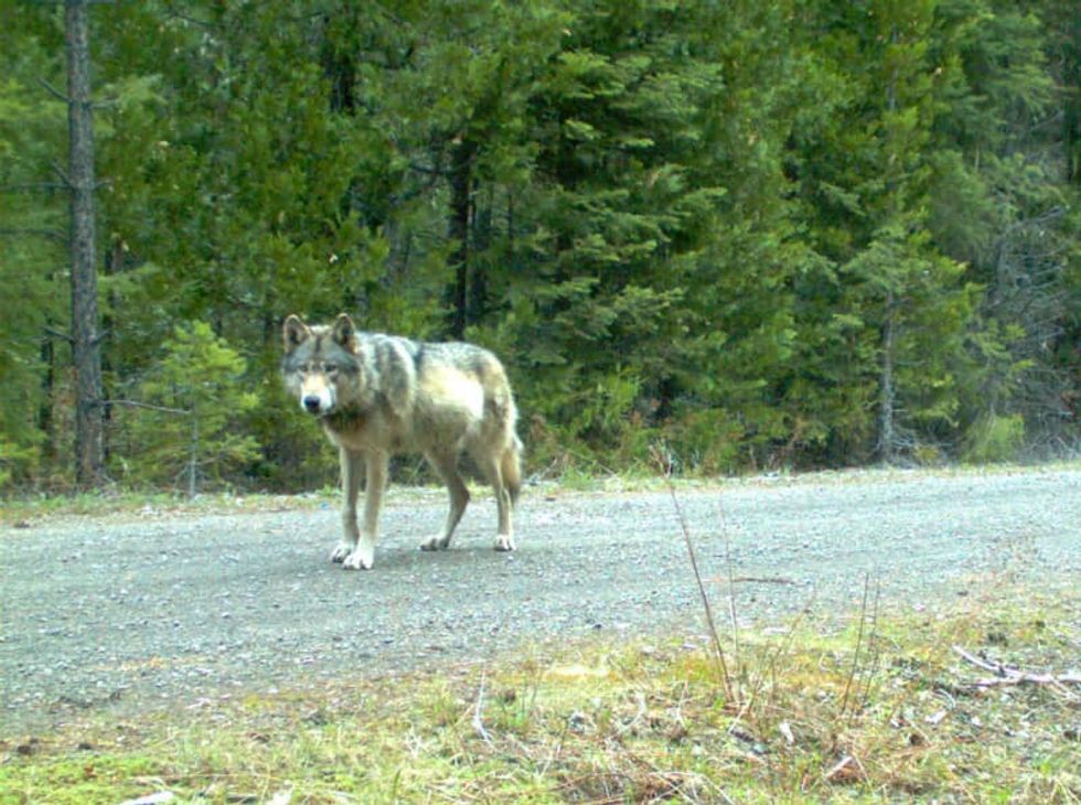 Legendary California wolf that captivated animal lovers and enraged ranchers is likely dead