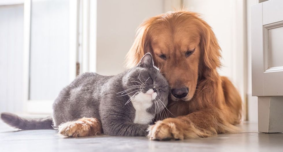 Pet owners want to be masters, not servants – which is why we value dogs more than cats