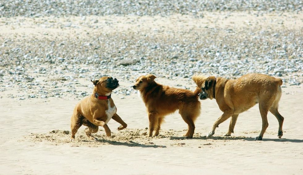 CDC has bad news for dogs: They have to social distance, too