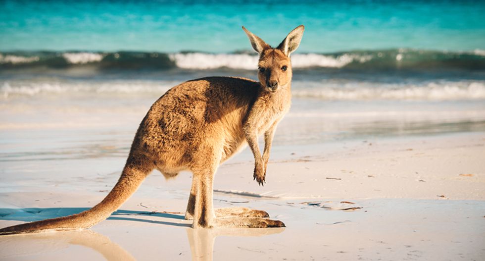 Fences are stopping Earth's great animal migrations