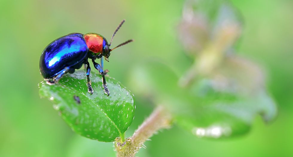 The insect apocalypse is coming: Here are five lessons we must learn