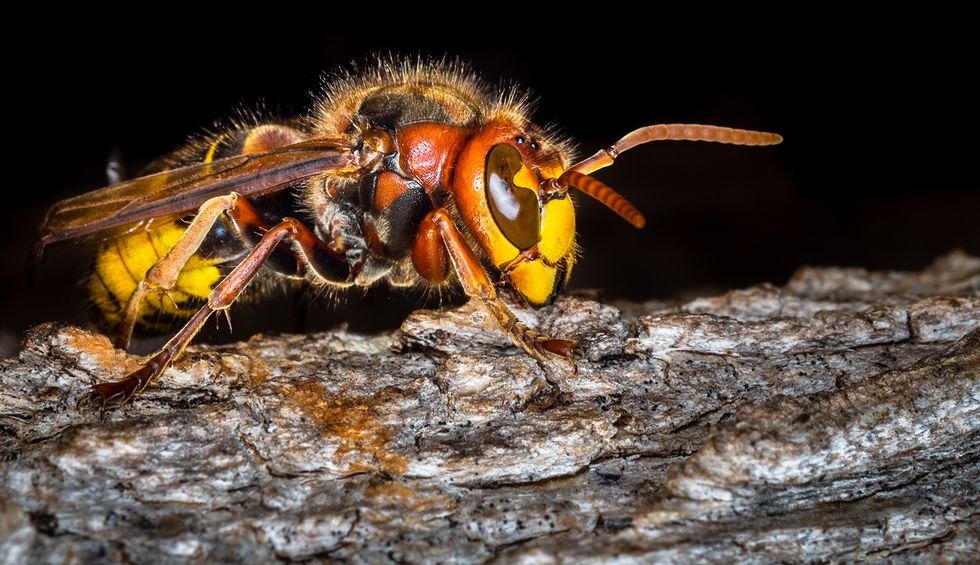 Here's how experts plan to eradicate the 'murder hornets'