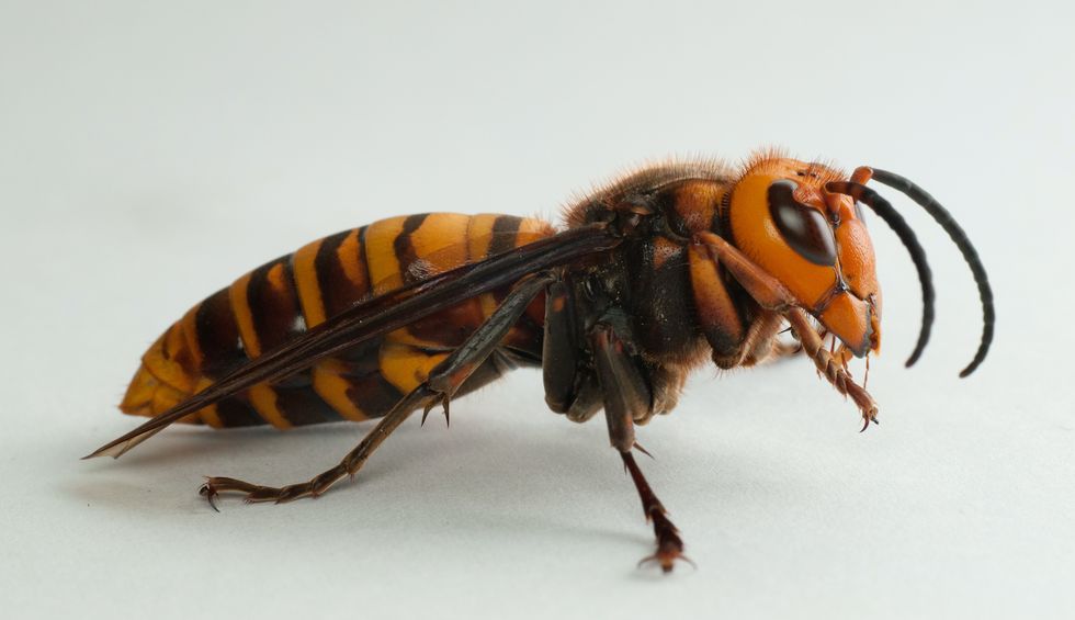 I was stung by a so-called 'murder hornet' — here's the truth about them