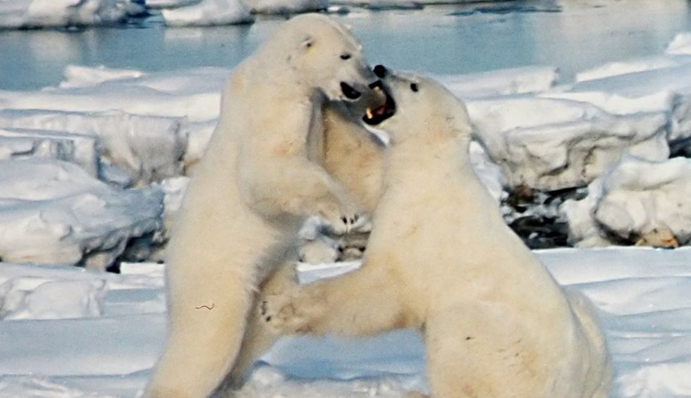 Study predicts polar bears will die off within 80 years: 'The poster child for climate change'