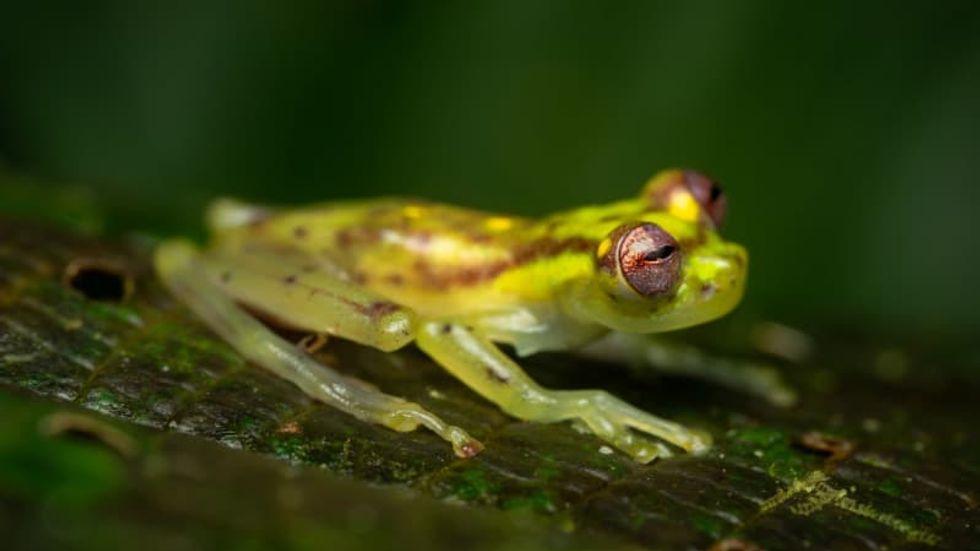 The long-lost frogs found in a remote Ecuadorian reserve — and the threat that could wipe them all out