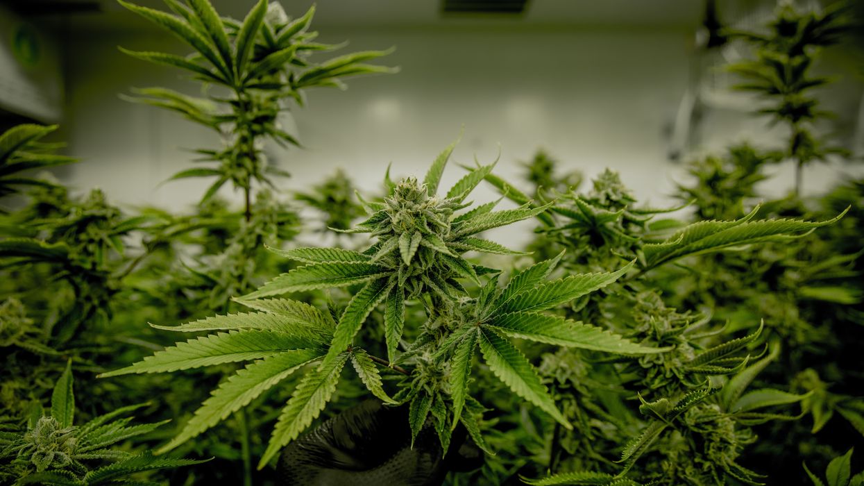 Legal marijuana is on the ballot in Big Sky Country