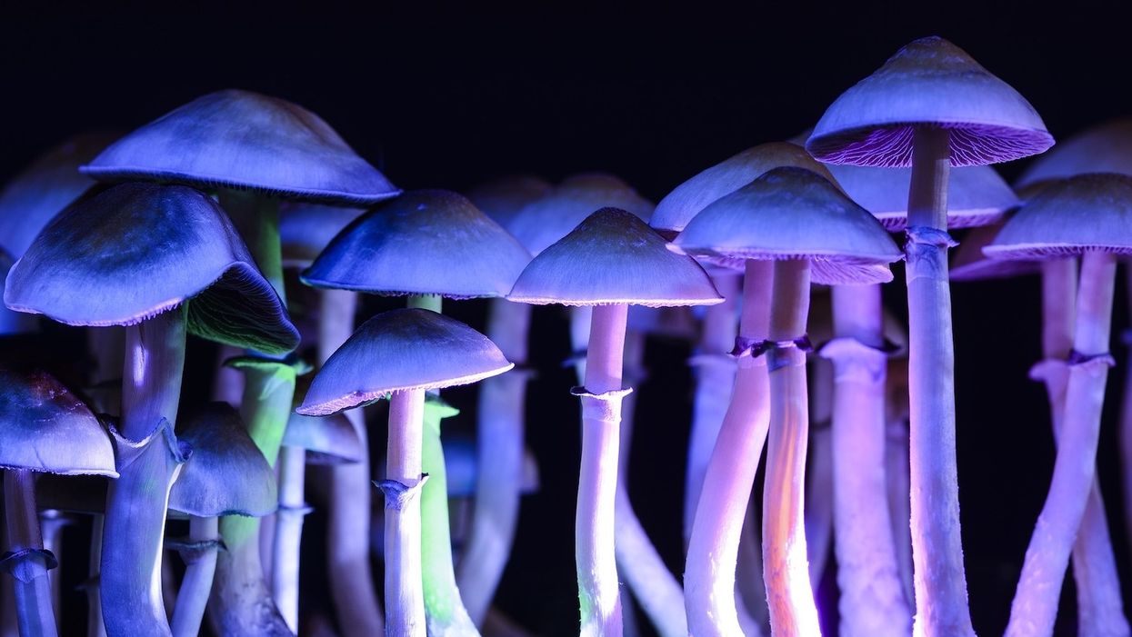 The psychedelic revolution iis coming to the ballot box