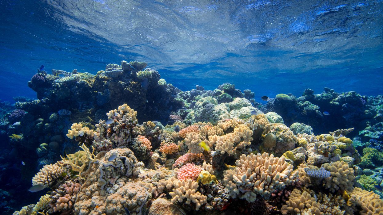 Climate crisis is the primary cause of 98% of dead Florida coral reef: NOAA research