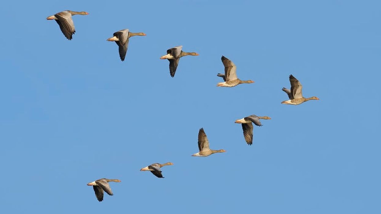 How do geese know how to fly south for the winter?