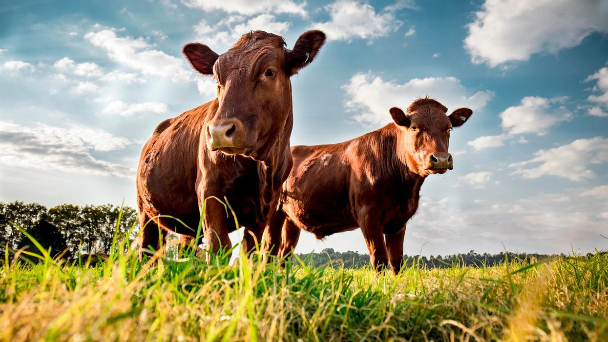 The world's 1.5 billion cattle are a huge problem. This could be part of the solution