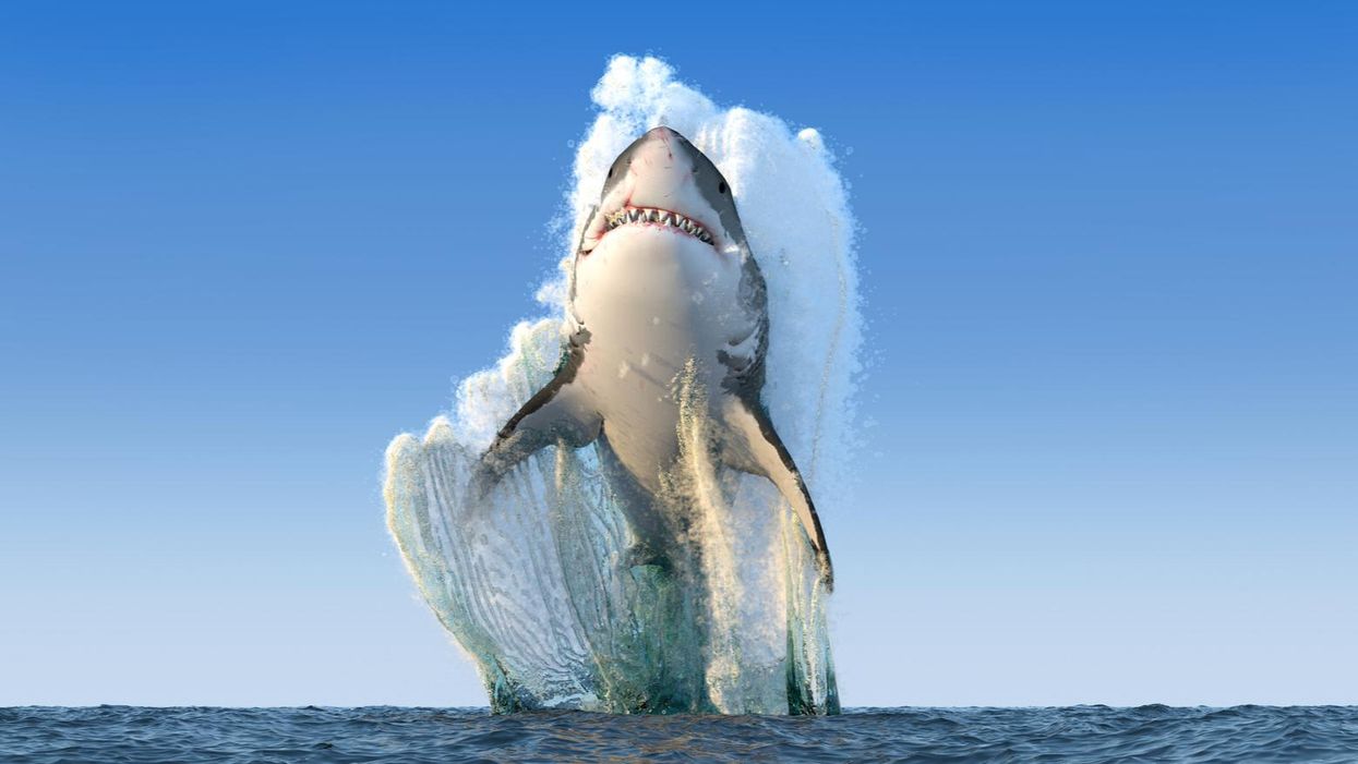 Climate crisis driving great white sharks into colder waters — with devastating effect on wildlife: study