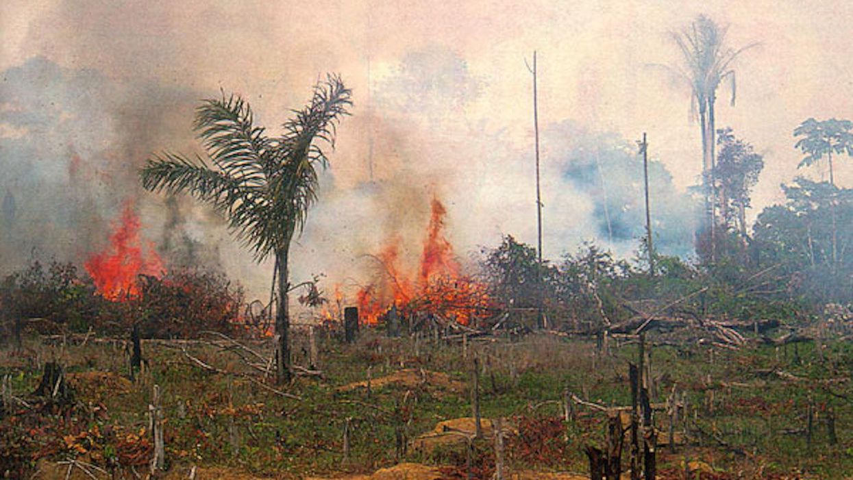 'Frightening' new data reveals humanity's destruction of the world's rainforests