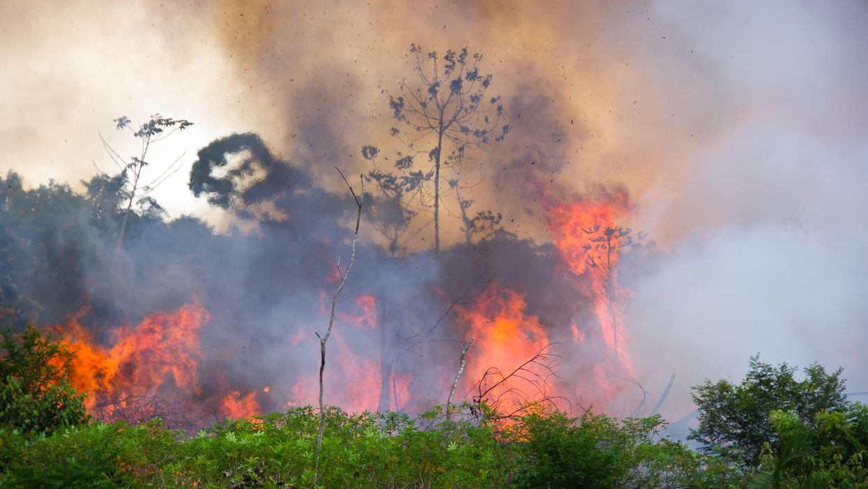 'We're destroying our life-support systems': Study suggests the Amazon now contributes to warming