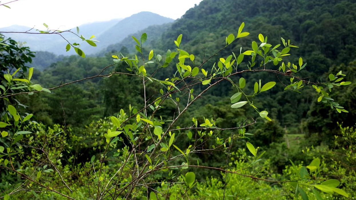 'Misguided': Experts decry Biden push for Colombia to restart glyphosate spraying program