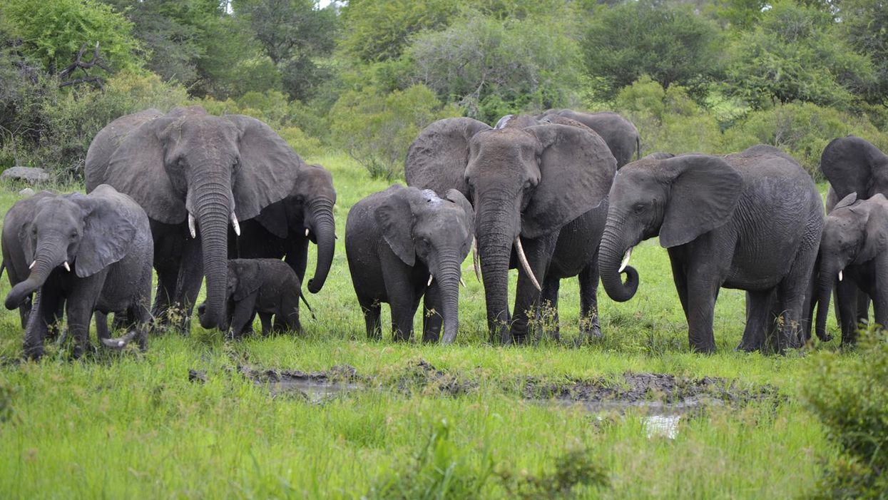 African elephants face serious risk of extinction, warns new study