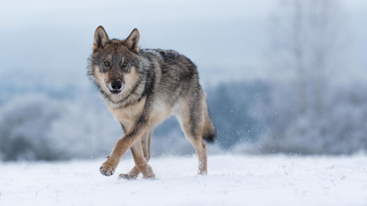 Idaho indulges in its traditional anti-environmental hysteria with new wolf extermination bill