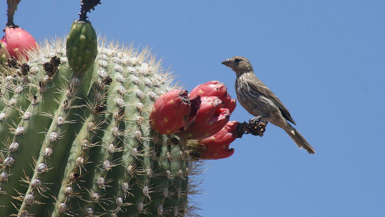 Arizona's iconic saguaro cactus is flowering 'wrong' — and no one knows why