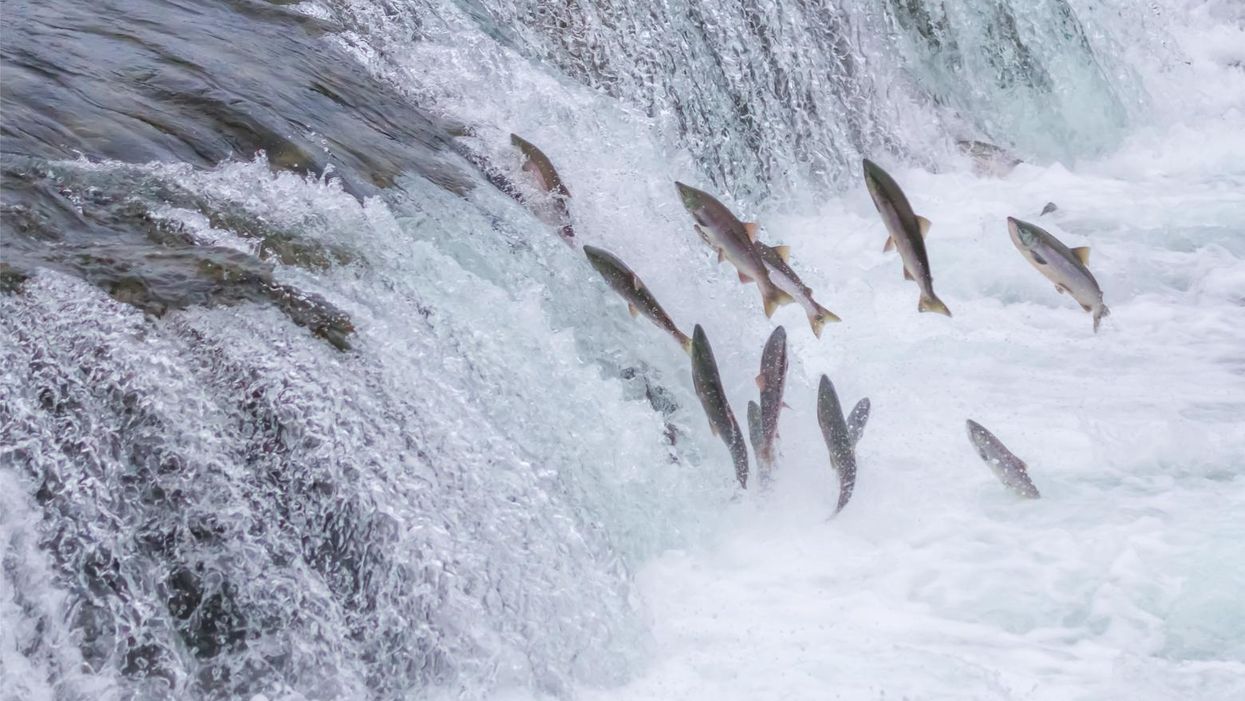 'It's a climate catastrophe': Most of the salmon in California's 2nd largest river dead or dying