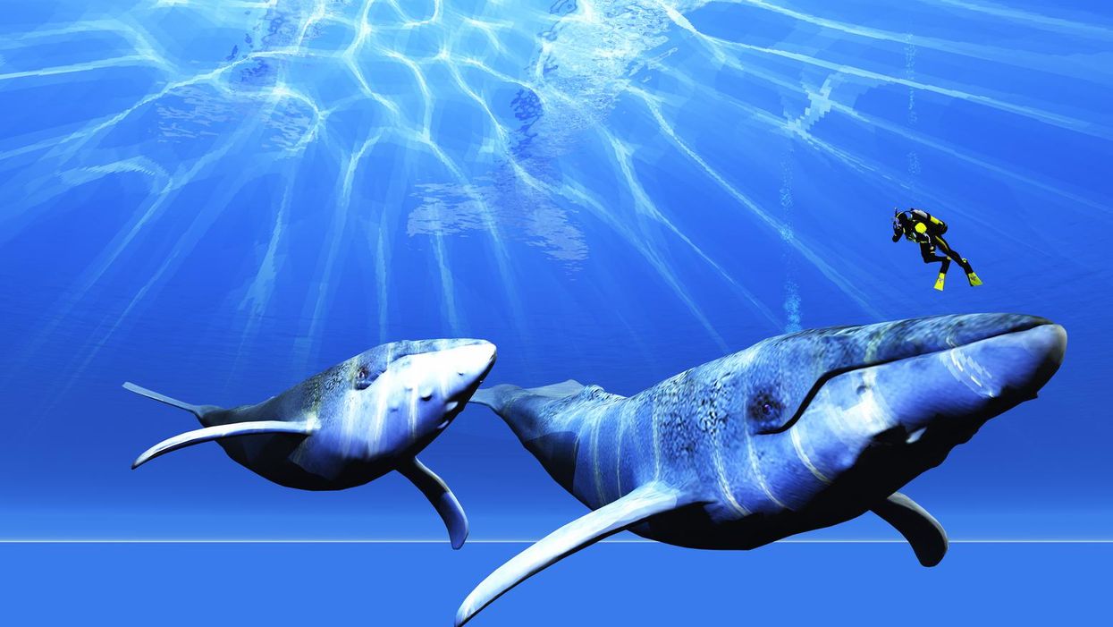 Could a human actually be engulfed by a whale? A marine biologist weighs in