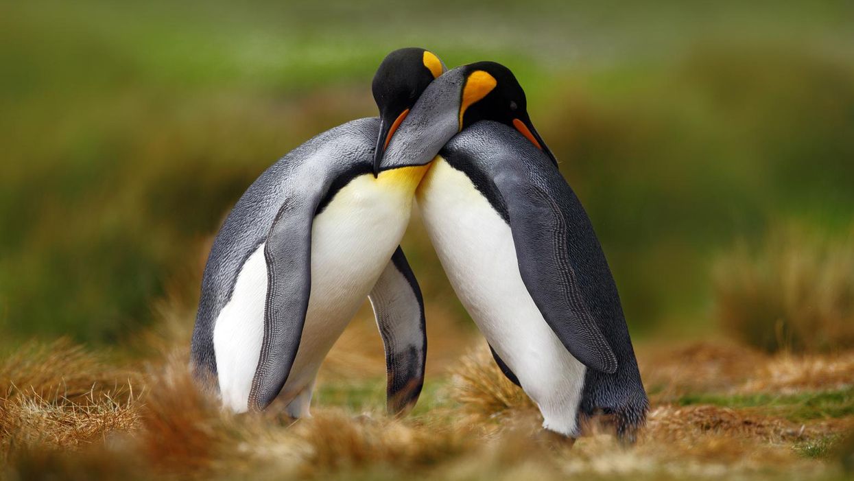 New research suggests Darwin got sexual selection backwards