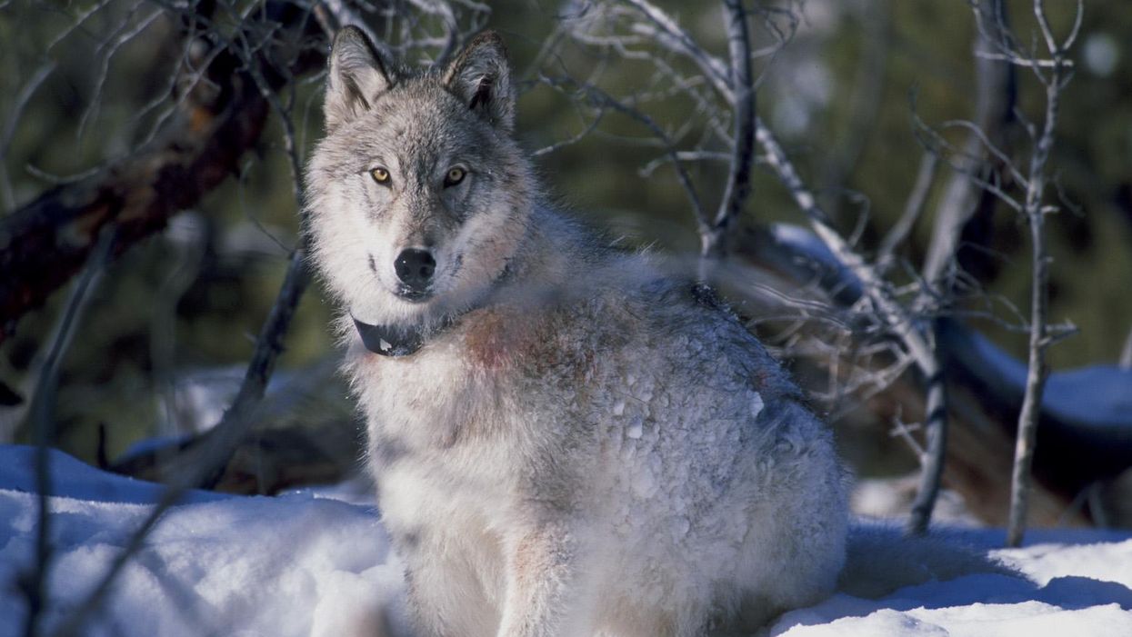 Study details how Trump unleashed 'outright slaughter' of wolves in Wisconsin
