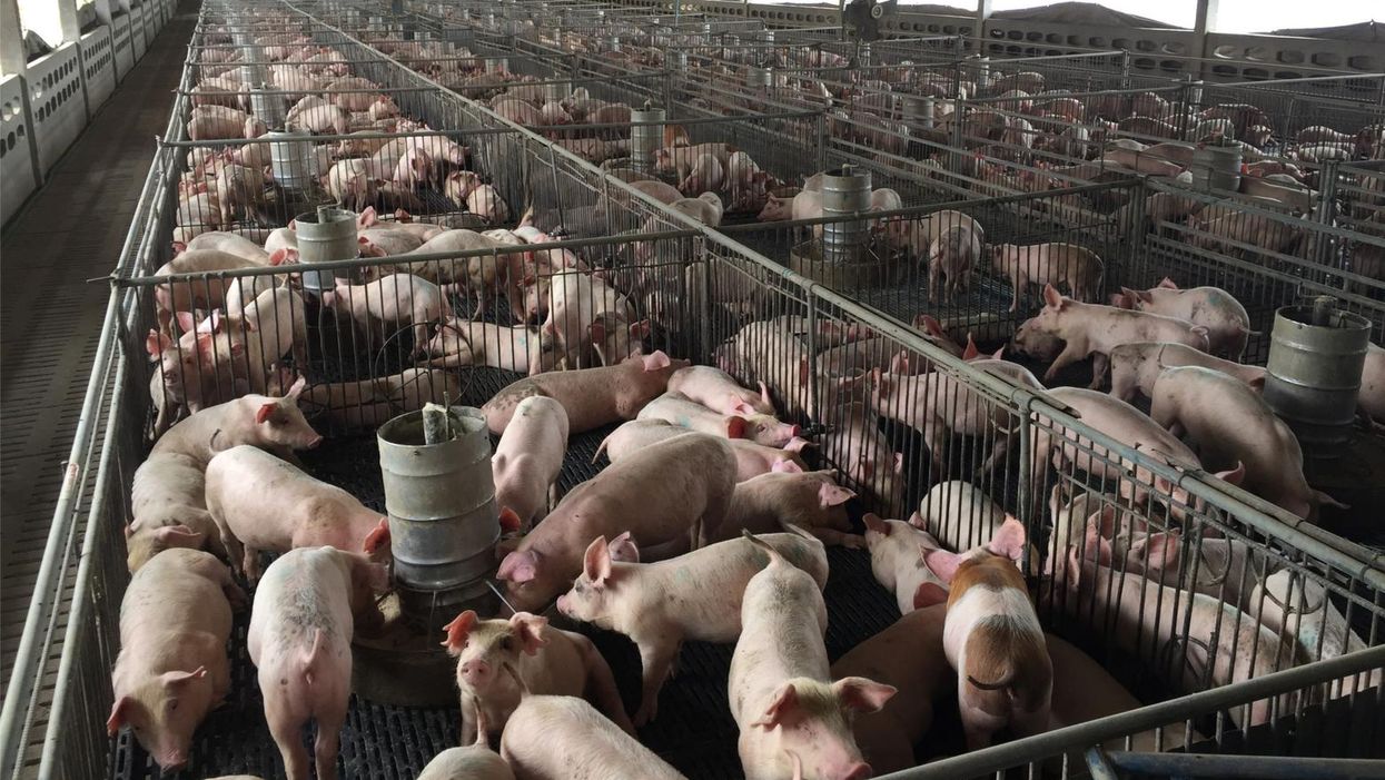 Family Farm Action Alliance releases report to 'counter Big Ag's deception'