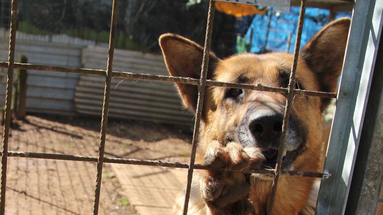 Taxpayers are funding cruel and outdated DOJ training programs that kill animals