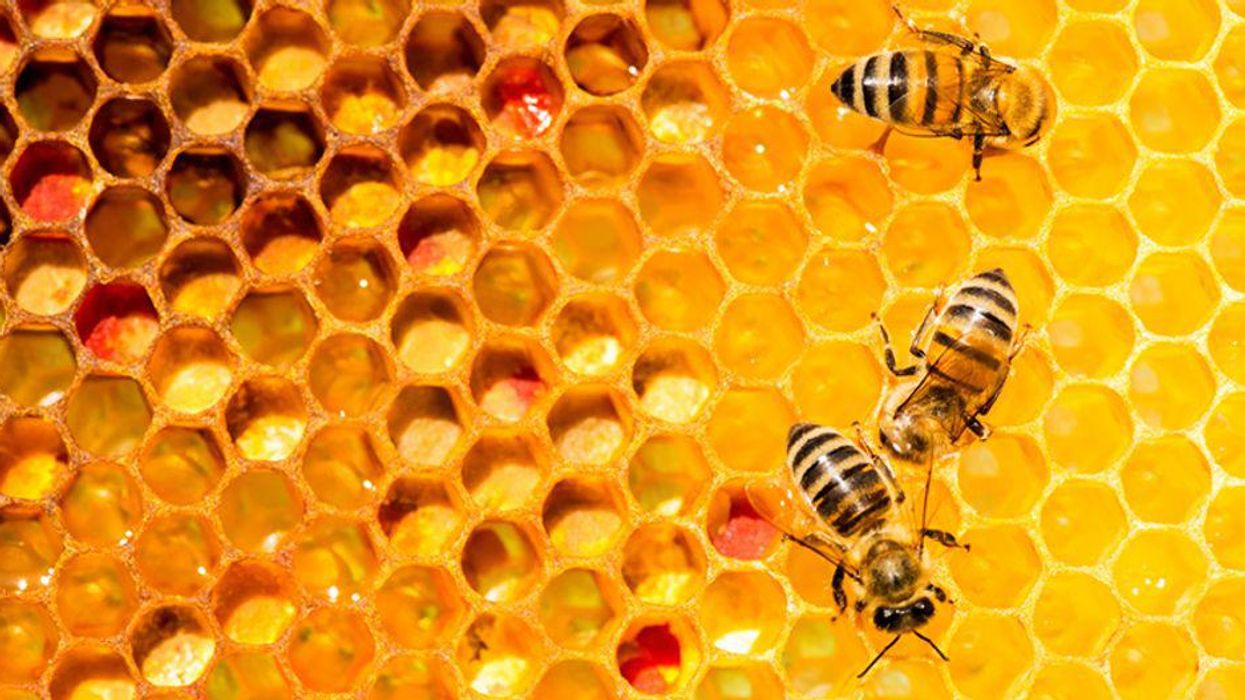 'Planetary health declaration' issued ahead of key biodiversity summit