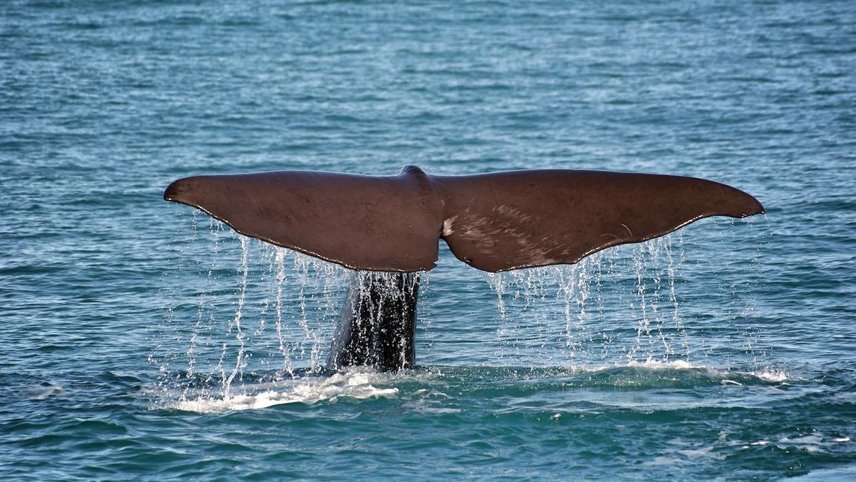 What it’s like to watch a harpooned whale die right before your eyes