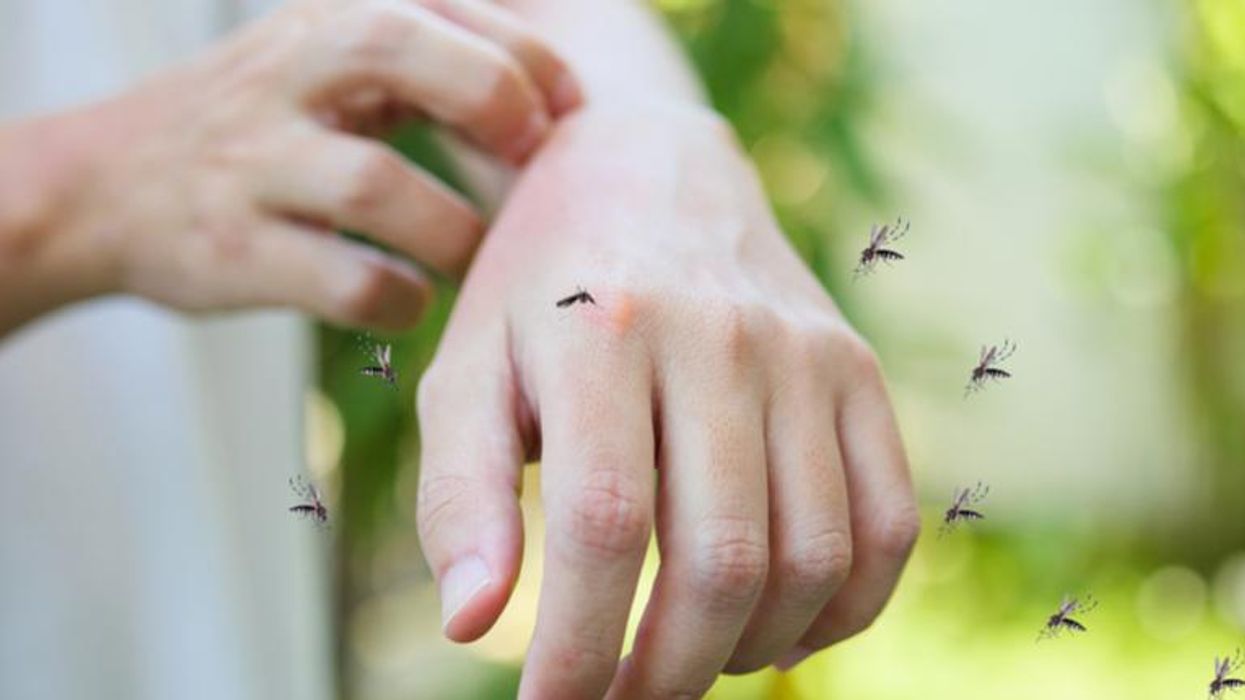'Halt this nightmare immediately': EPA approves release of genetically-engineered mosquitoes