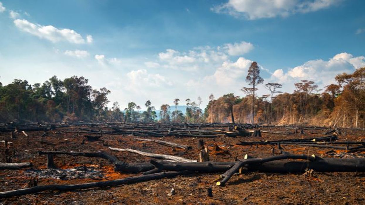 Record deforestation pushing Amazon Rainforest toward 'the tipping point of no return': report