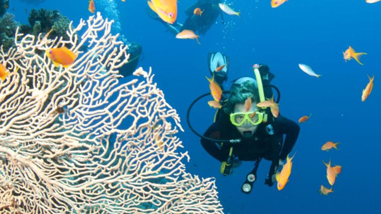 Australia's Great Barrier Reef devastated by 'fourth major bleaching event since 2016': report