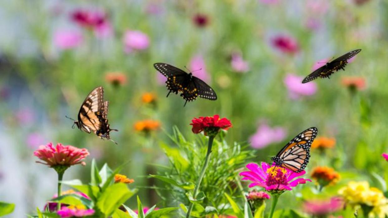'Terrifying': British windshield 'splatometer' study finds 60 percent drop in flying insect populations