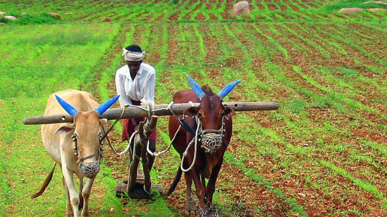 Scientists warn worsening heatwaves jeopardize entire global food system