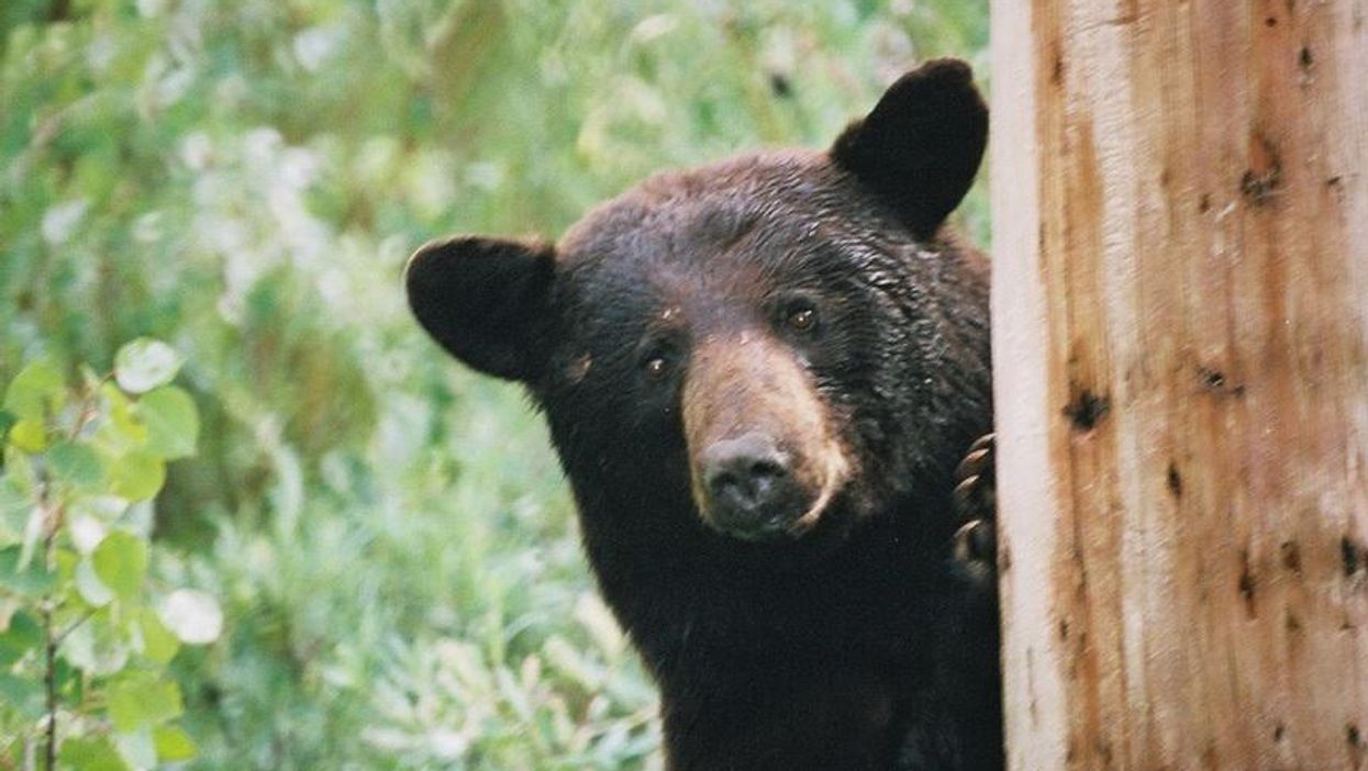 'Thrown like King Kong': Black bear sightings rise in New England