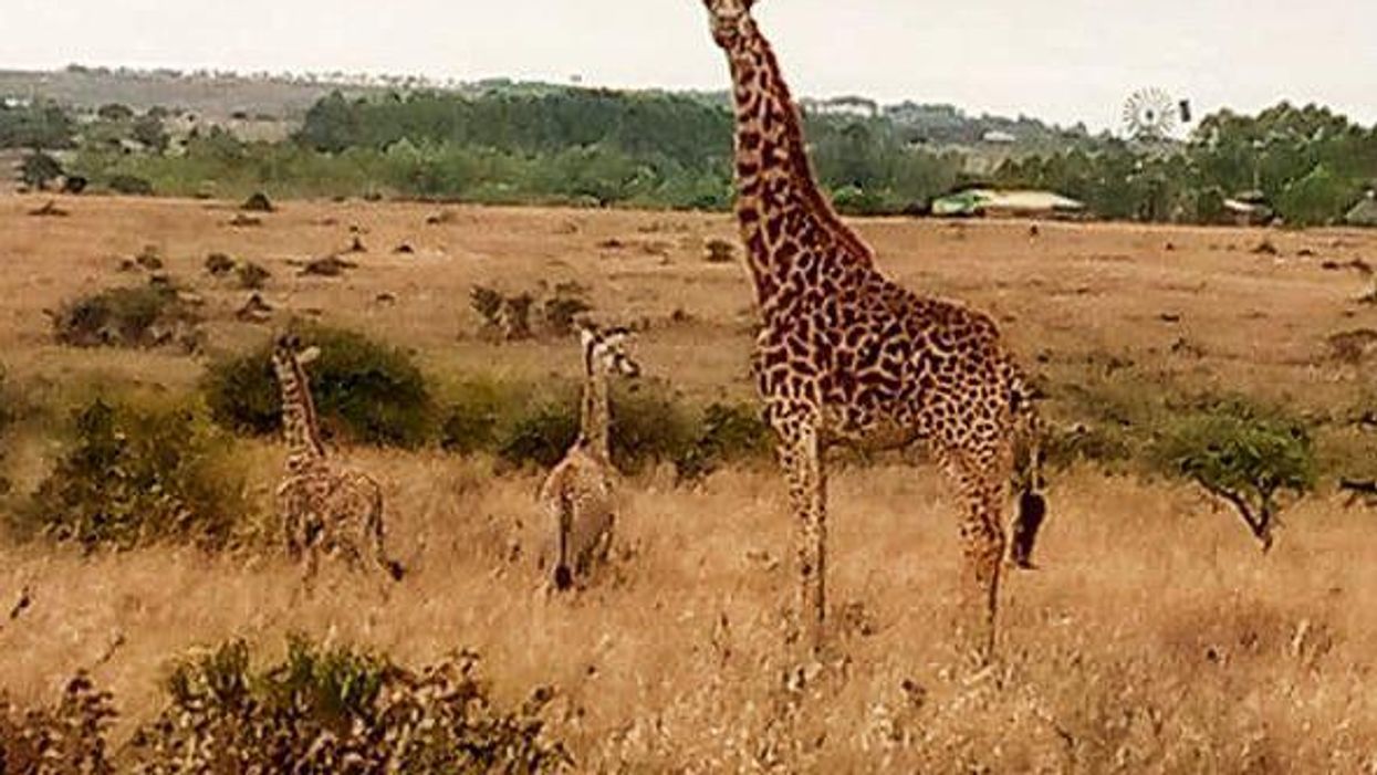Rare twin giraffes born in Kenya