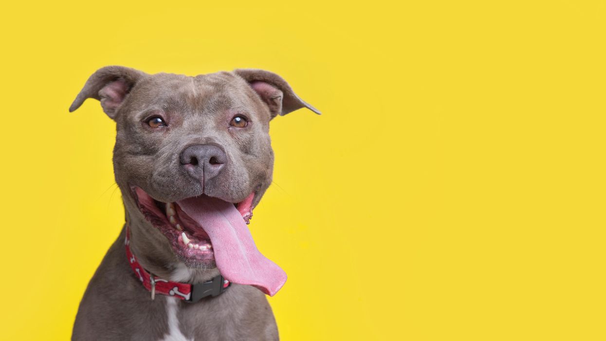 Pitbulls used to be considered the perfect 'nanny dogs' for children — until the media turned them into monsters