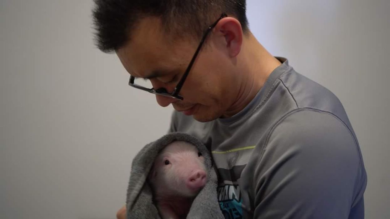 Acquittal of activists who saved dying piglets from Smithfield Foods sets 'right to rescue' precedent