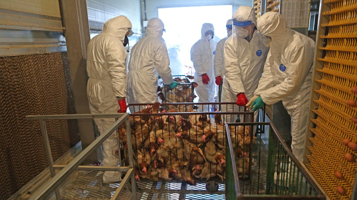 Avian flu is back: Millions of poultry birds culled ahead of Thanksgiving