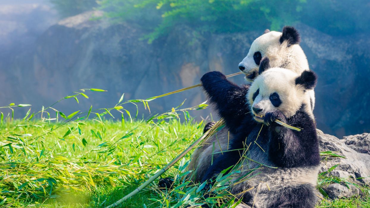 Scientists find toxic forever chemicals in hundreds of animal species