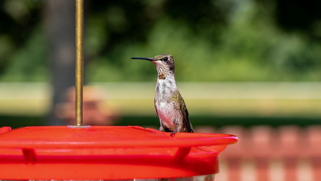 5 surprising things that could prevent your backyard from serving as a wildlife sanctuary