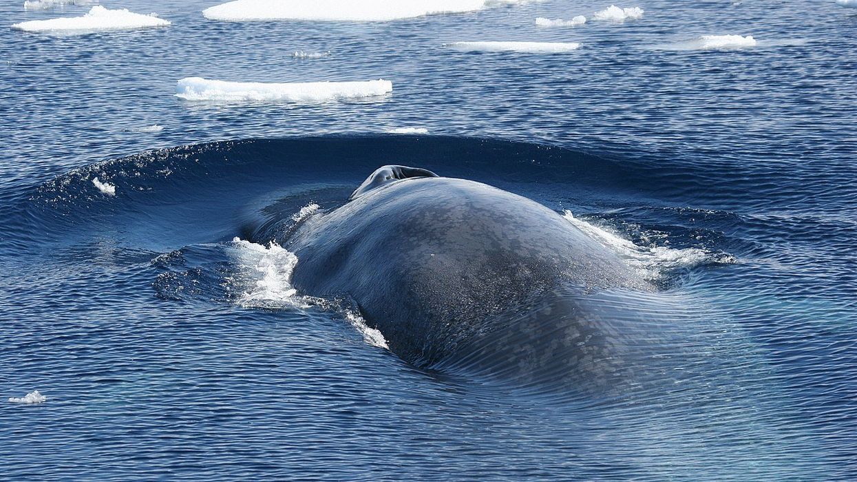 Human activity pushing more than 1 in 5 migratory species toward extinction: UN